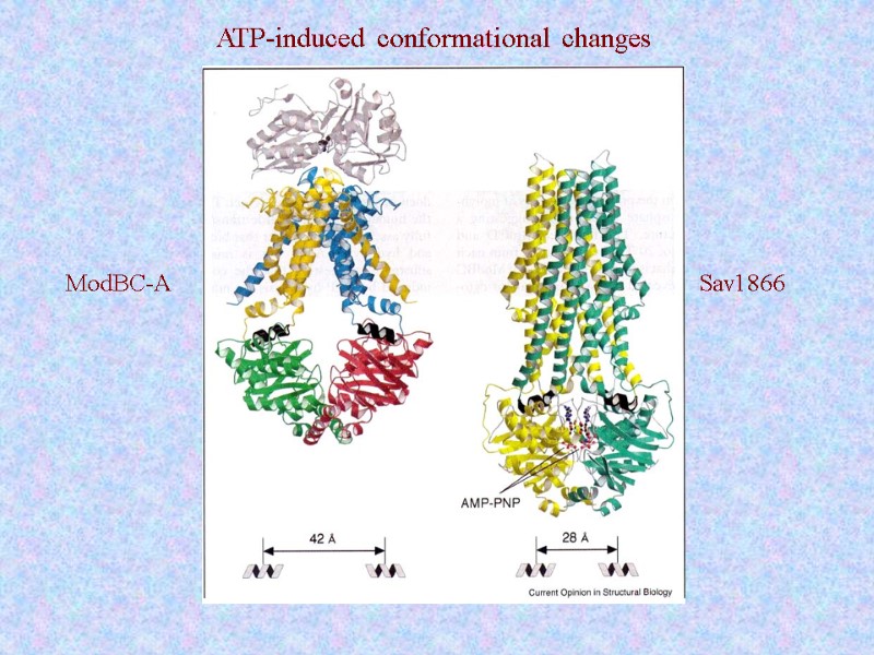 ATP-induced conformational changes ModBC-A Sav1866